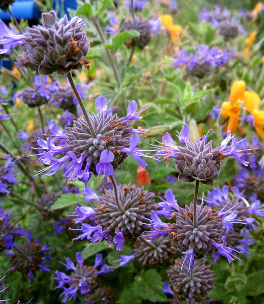 Salvia Clevelandii - Winifred Gilman Annie's Annuals Annie's Annuals and Perennials