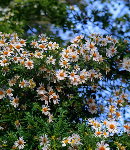Montanoa grandiflora - Tree Daisy Annie's Annuals Annie's Annuals and Perennials