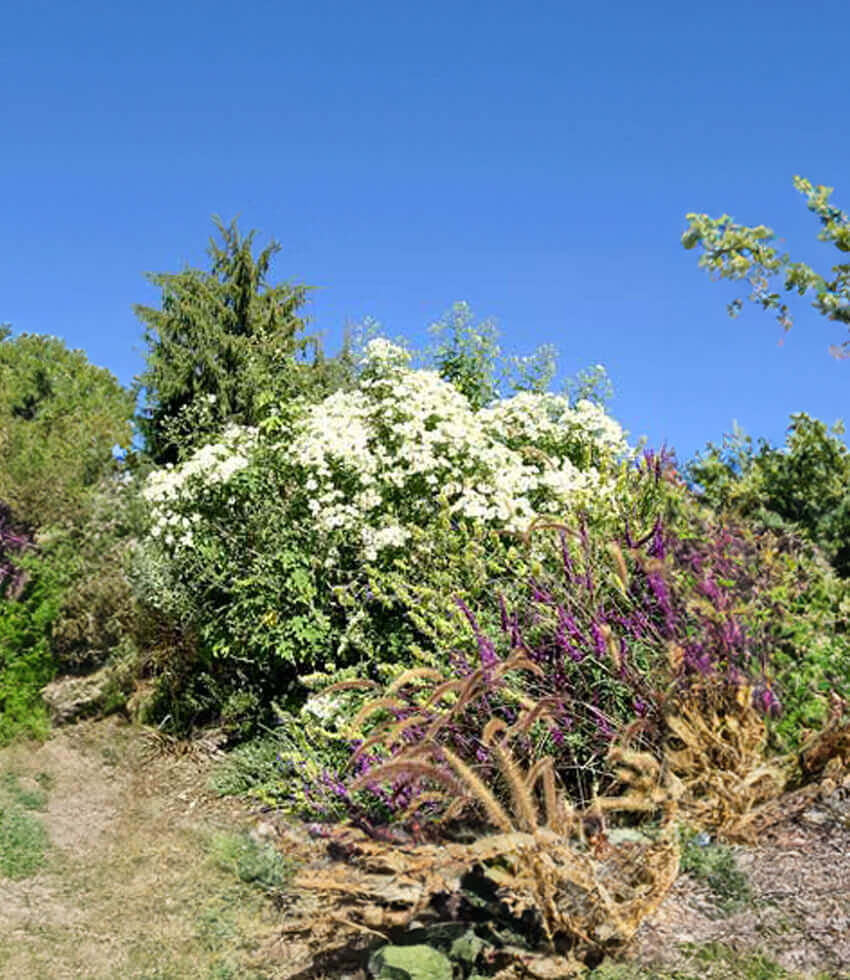 Montanoa grandiflora - Tree Daisy Annie's Annuals Annie's Annuals and Perennials