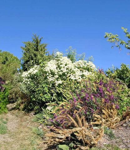 Montanoa grandiflora - Tree Daisy Annie's Annuals Annie's Annuals and Perennials