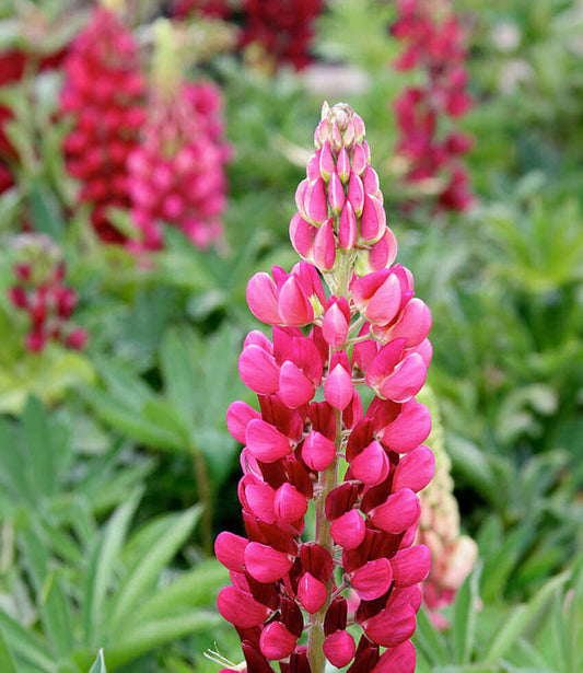 Lupinus regalis - Morello Cherry Annie's Annuals Annie's Annuals and Perennials