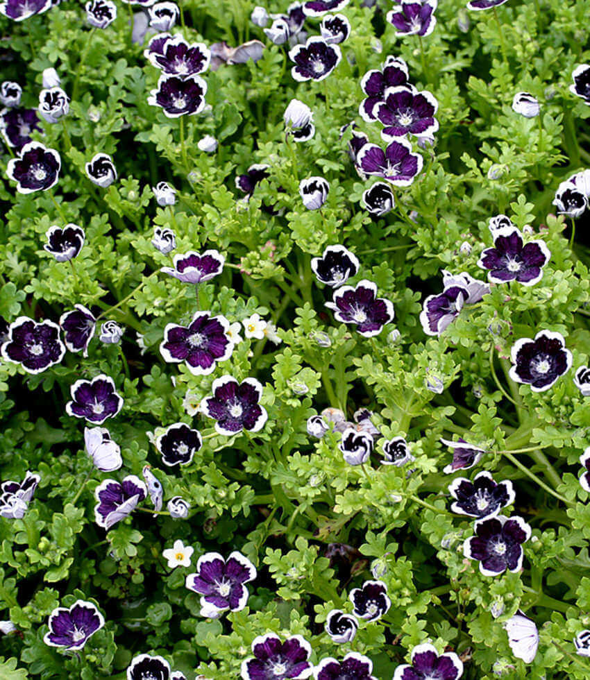 Nemophila menziesii - Penny Black Annie's Annuals Annie's Annuals and Perennials