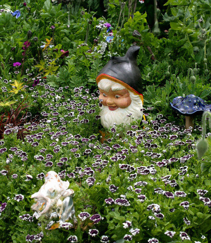 Nemophila menziesii - Penny Black Annie's Annuals Annie's Annuals and Perennials