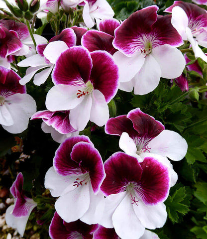 Pelargonium - Australian Mystery Annie's Annuals Annie's Annuals and Perennials