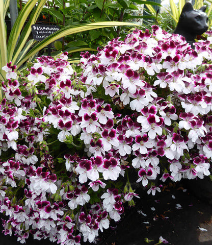 Pelargonium - Australian Mystery Annie's Annuals Annie's Annuals and Perennials