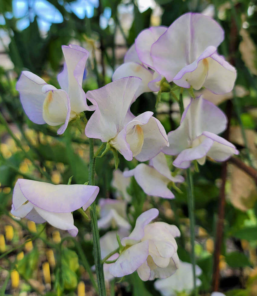 Lathyrus odoratus - April In Paris Annie's Annuals Annie's Annuals and Perennials