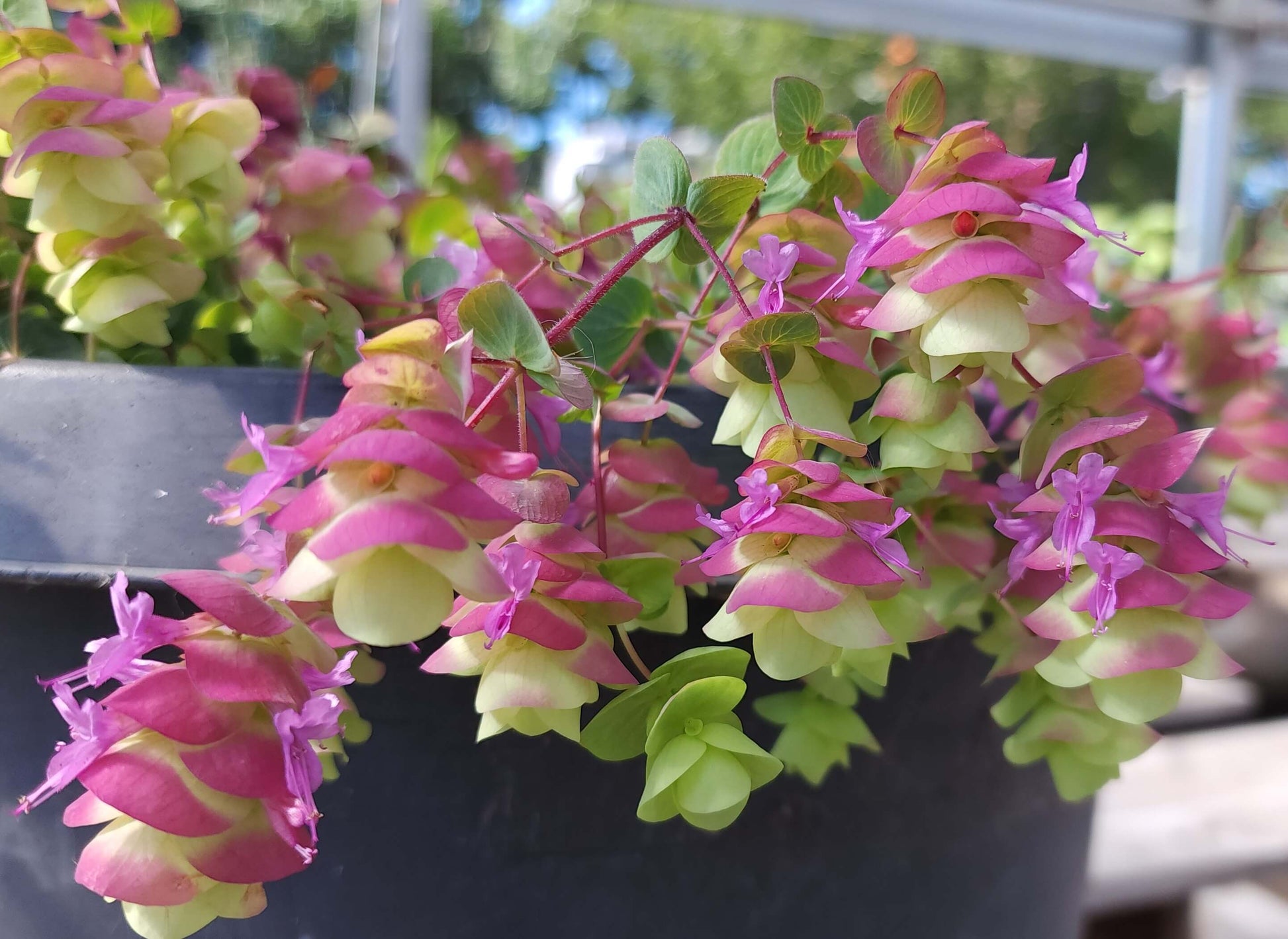 Origanum - Barbara Tingey Annie's Annuals Annie's Annuals and Perennials