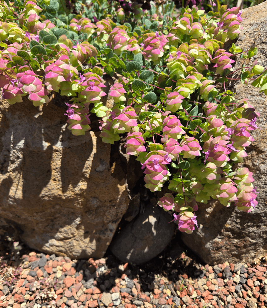 Origanum - Barbara Tingey Annie's Annuals Annie's Annuals and Perennials