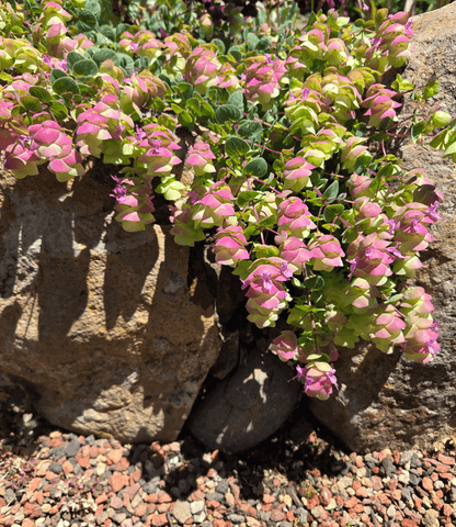 Origanum - Barbara Tingey Annie's Annuals Annie's Annuals and Perennials