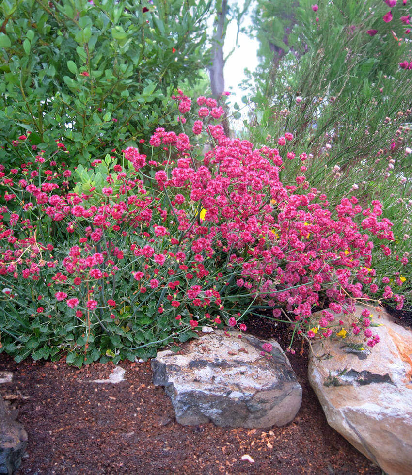 Eriogonum Grande Rubescens Annie's Annuals Annie's Annuals and Perennials