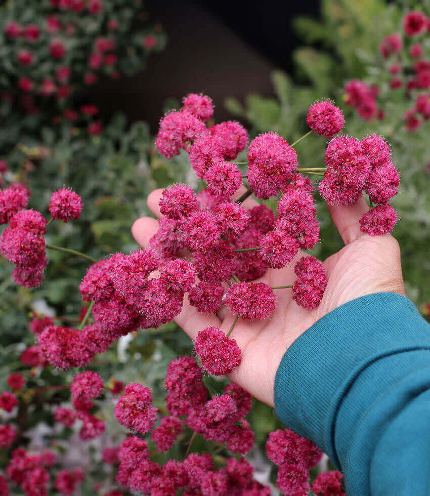 Eriogonum Grande Rubescens Annie's Annuals Annie's Annuals and Perennials