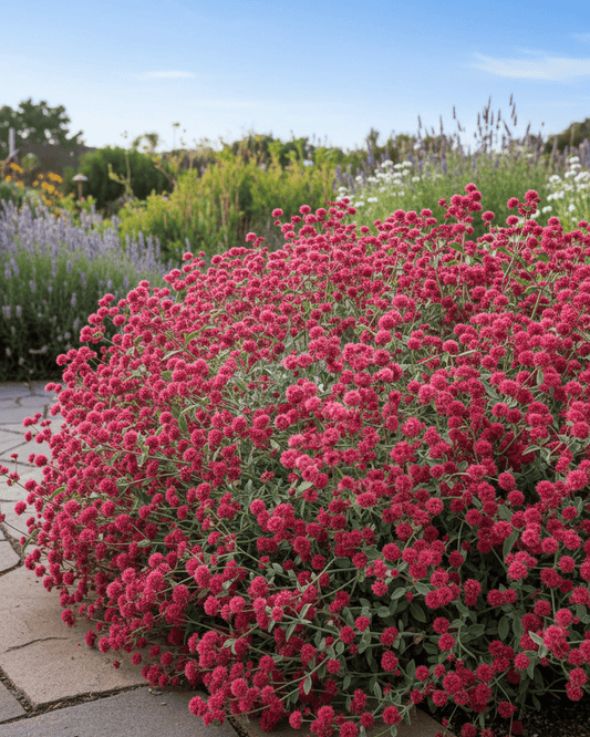 Eriogonum grande rubescens | Red Buckwheat Native