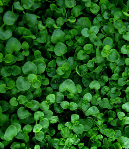 Mentha requienii - Corsican Mint Annie's Annuals Annie's Annuals and Perennials
