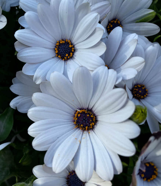 Osteospermum - Compact White Annie's Annuals Annie's Annuals and Perennials