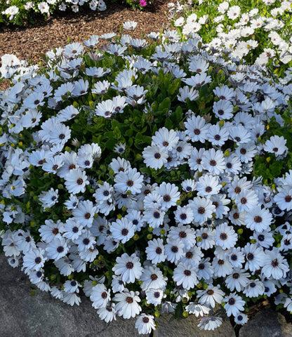 Osteospermum - Compact White Annie's Annuals Annie's Annuals and Perennials
