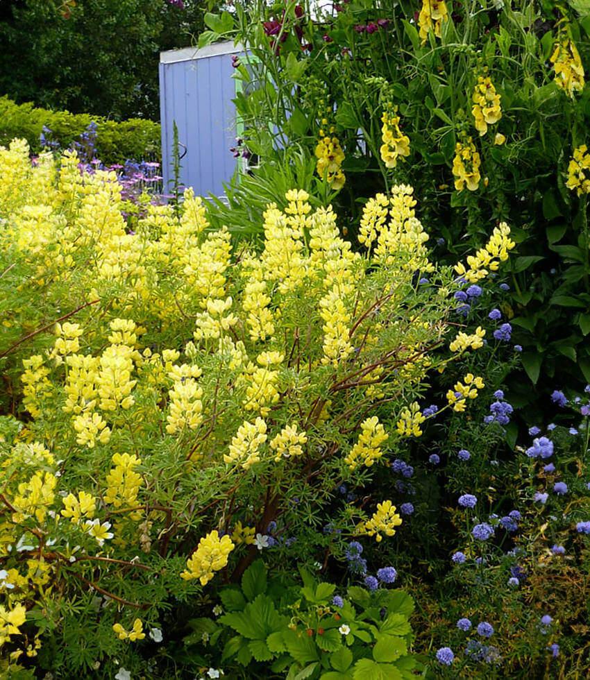 Lupinus arboreus - Yellow Coastal Bush Lupine Annie's Annuals Annie's Annuals and Perennials