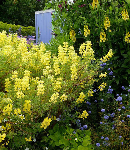 Lupinus arboreus - Yellow Coastal Bush Lupine Annie's Annuals Annie's Annuals and Perennials