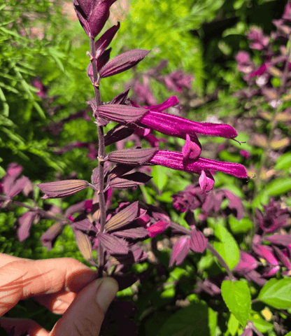 Salvia - Love And Wishes Annie's Annuals Annie's Annuals and Perennials