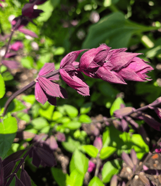 Salvia - Love And Wishes Annie's Annuals Annie's Annuals and Perennials