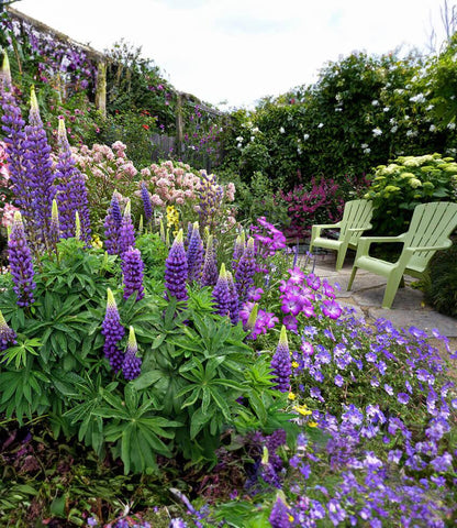Lupinus regalis - Gallery Blue