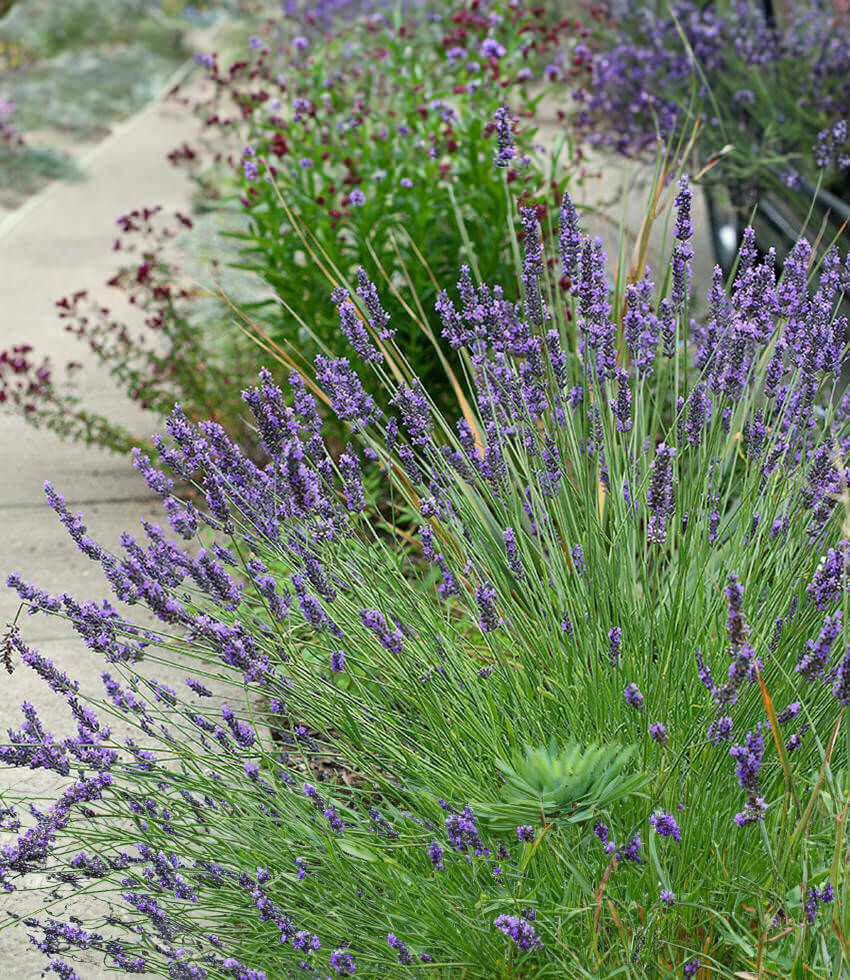 Lavandula x intermedia - Grosso Annie's Annuals Annie's Annuals and Perennials