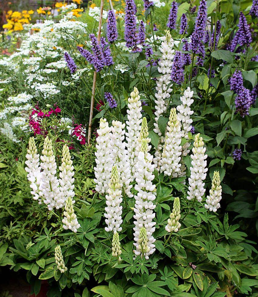 Annie's Annuals & Perennials Lupinus regalis - Thumbnail 3