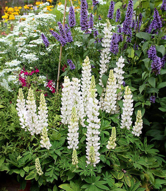 Lupinus regalis - Gallery White