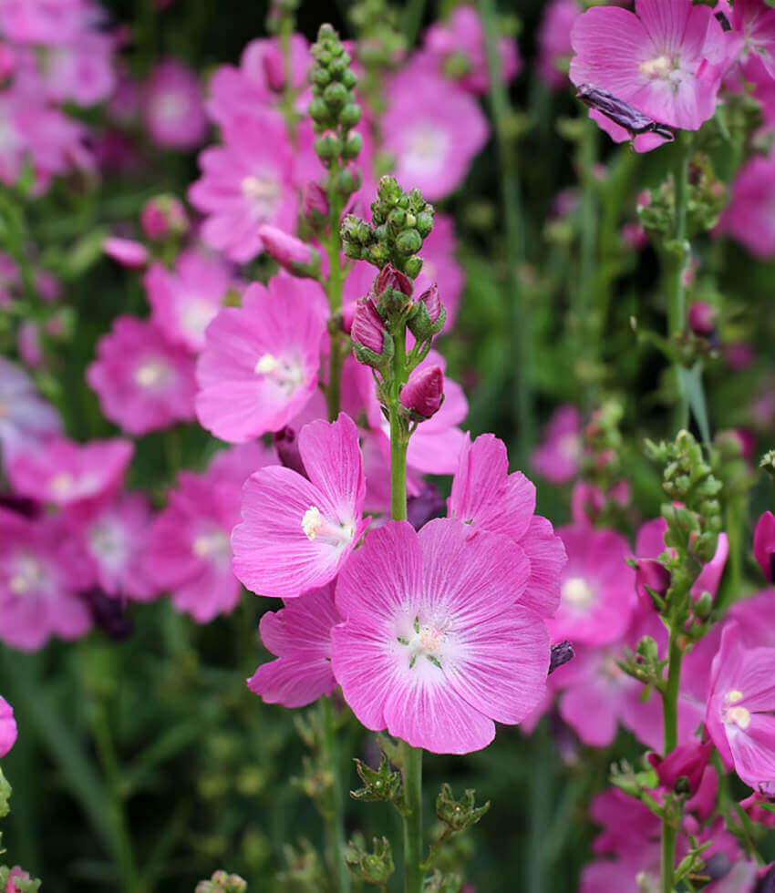 Sidalcea malviflora - Purpetta Annie's Annuals Annie's Annuals and Perennials