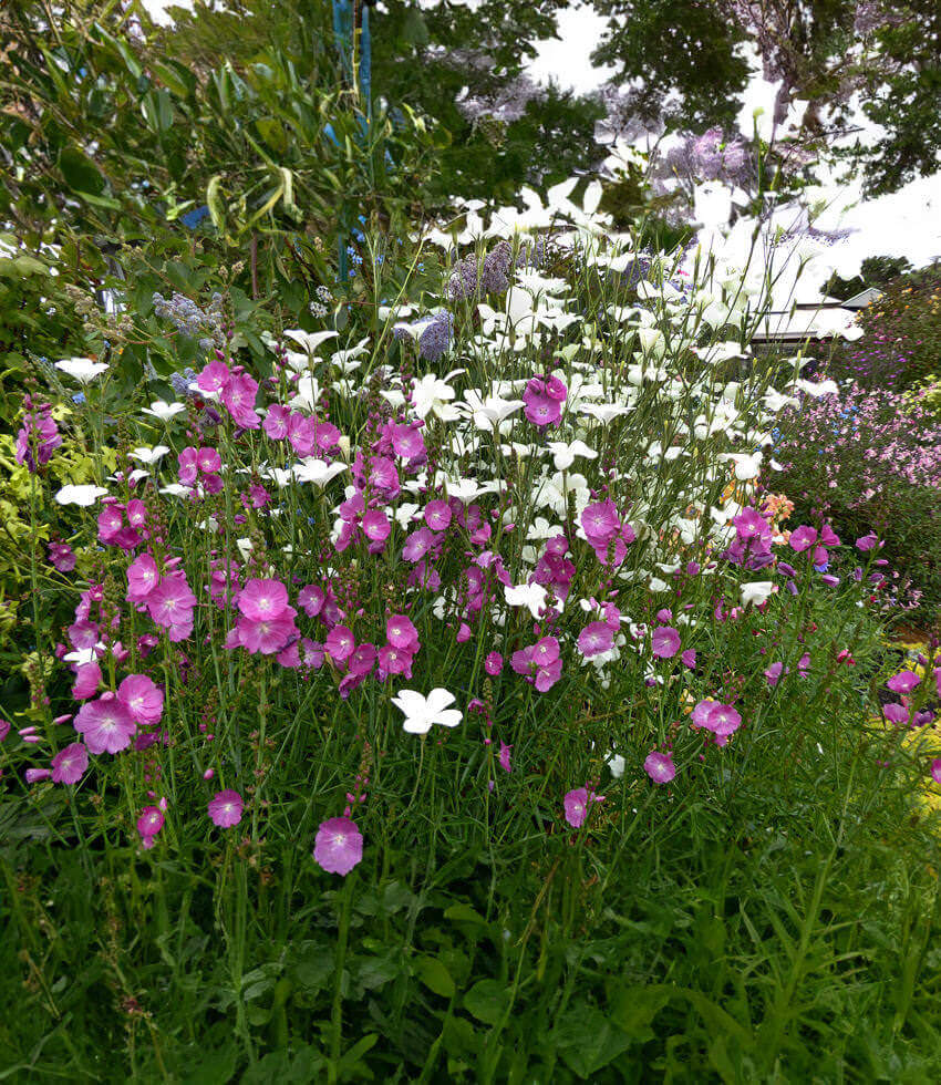 Sidalcea malviflora - Purpetta Annie's Annuals Annie's Annuals and Perennials