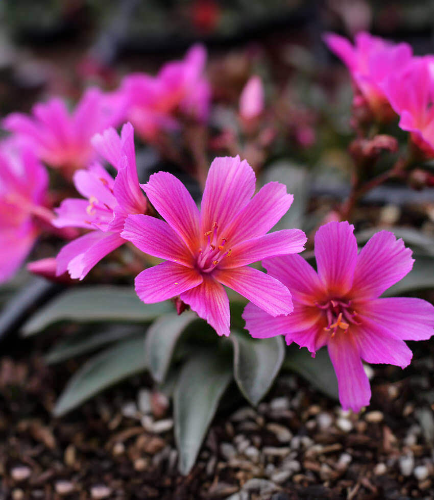 Lewisia Longipetala - Little Raspberry Annie's Annuals Annie's Annuals and Perennials