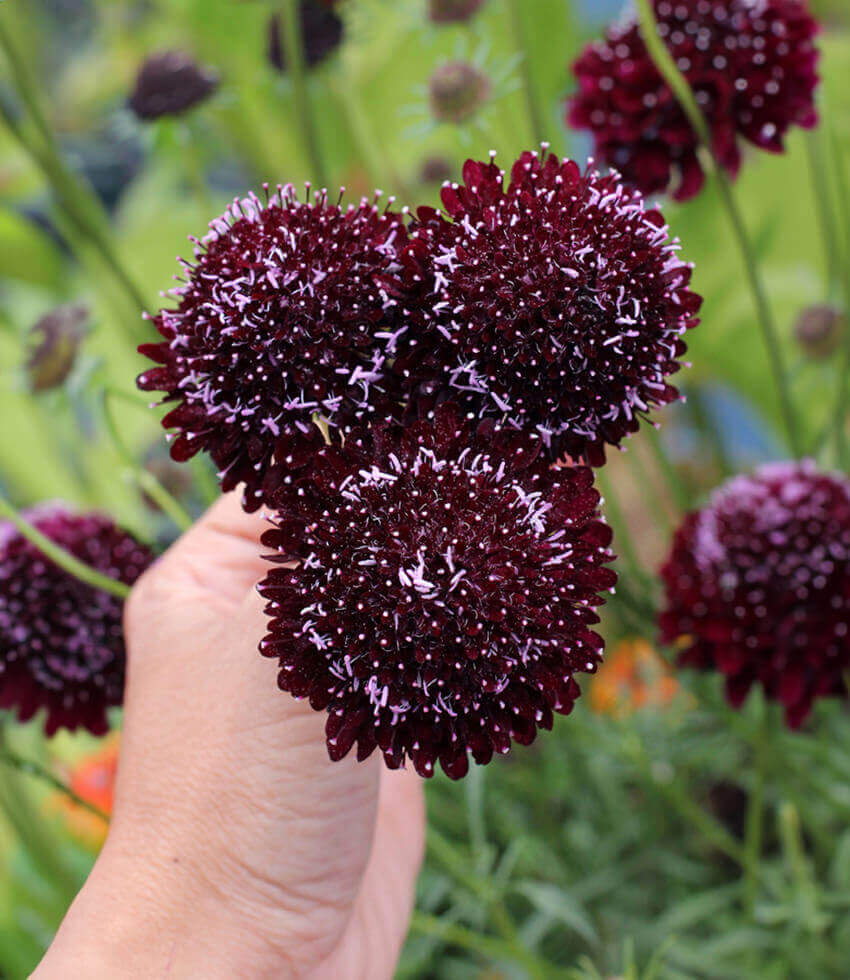 Scabiosa Atropurpurea - Black Annie's Annuals Annie's Annuals and Perennials