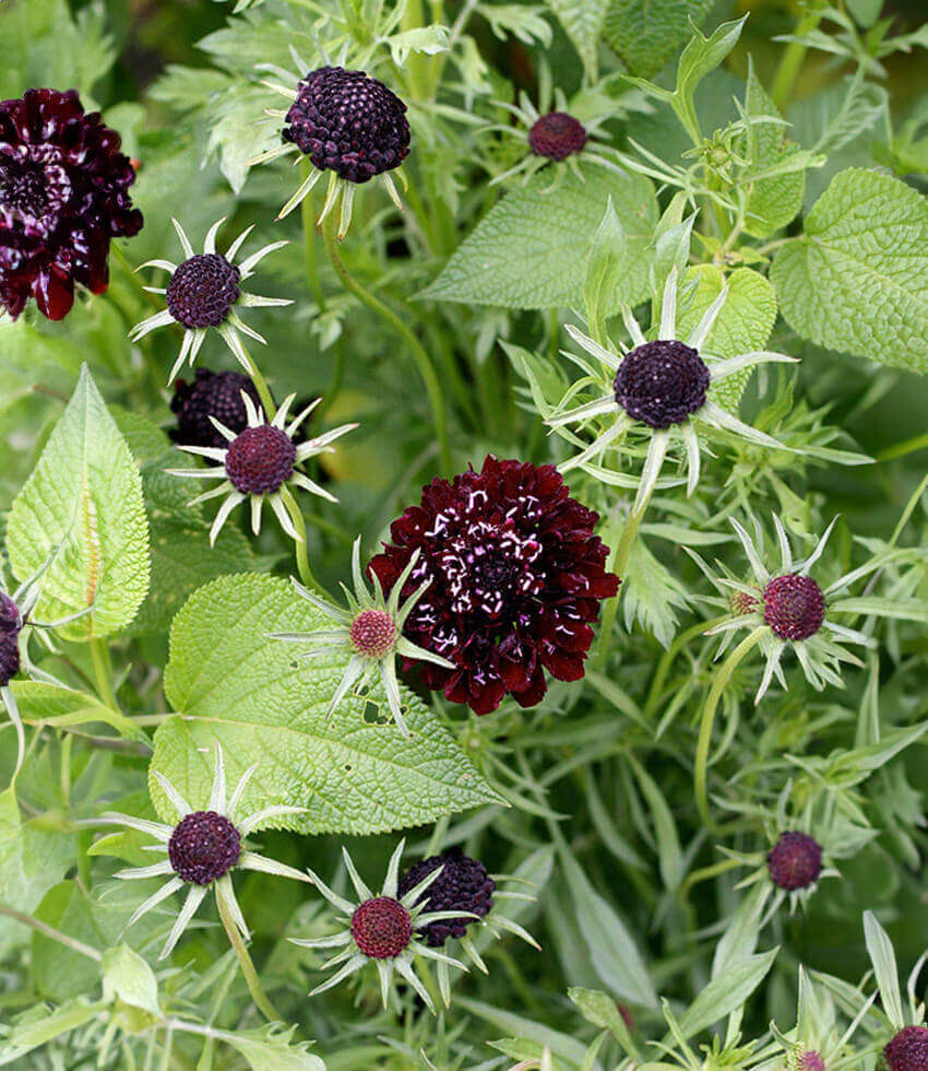 Scabiosa Atropurpurea - Black Annie's Annuals Annie's Annuals and Perennials