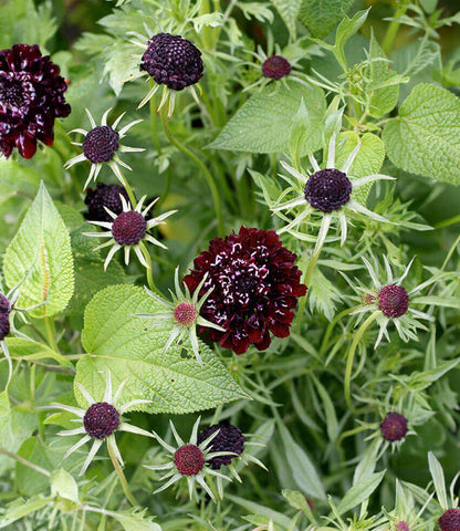 Scabiosa Atropurpurea - Black Annie's Annuals Annie's Annuals and Perennials