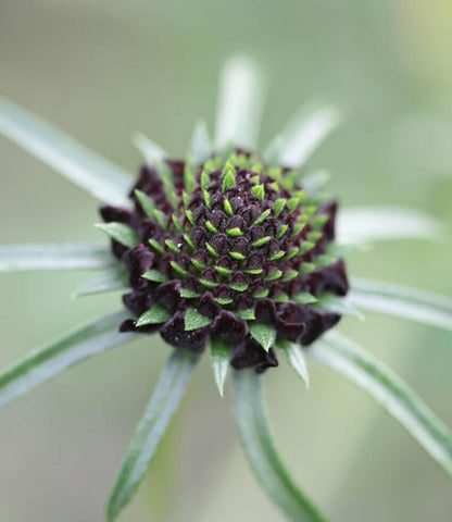 Scabiosa Atropurpurea - Black Annie's Annuals Annie's Annuals and Perennials