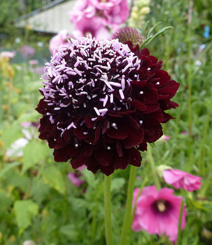 Scabiosa Atropurpurea - Black Annie's Annuals Annie's Annuals and Perennials