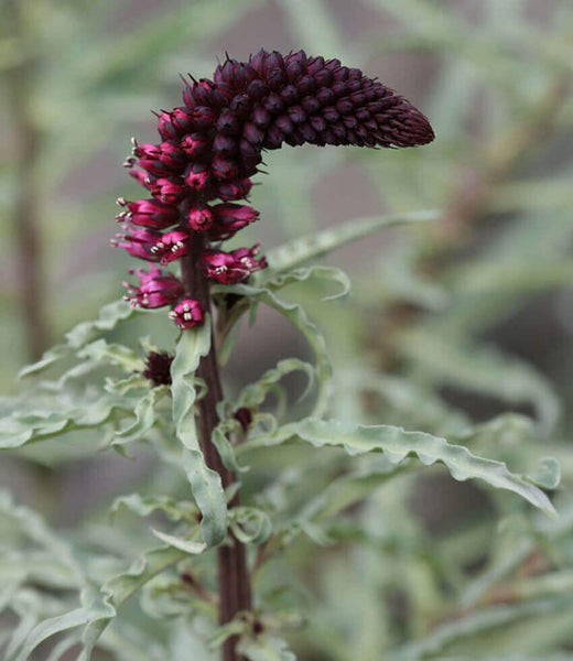 Lysimachia atropurpurea | Burgundy Loosestrife Flower | Annie's