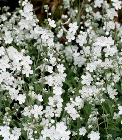 Omphalodes linifolia - Venus Navelwort Annie's Annuals Annie's Annuals and Perennials
