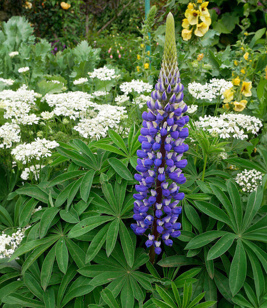 Lupinus polyphyllus - The Governor Annie's Annuals Annie's Annuals and Perennials