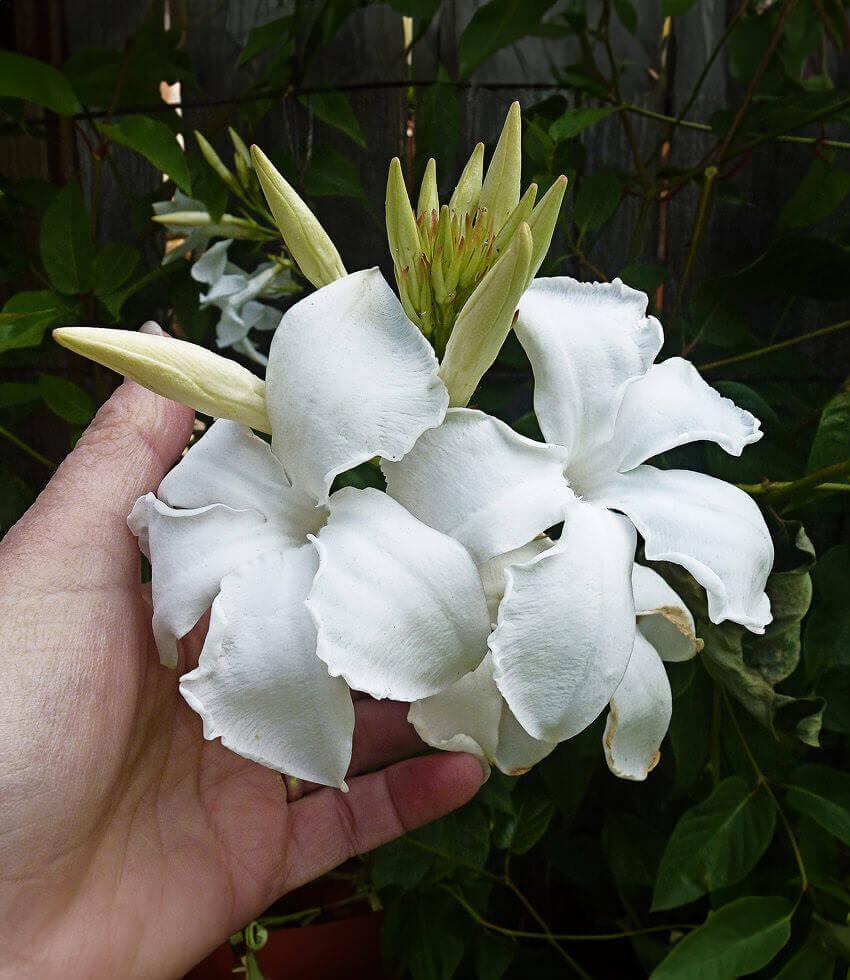 Mandevilla laxa - Chilean Jasmine Annie's Annuals Annie's Annuals and Perennials