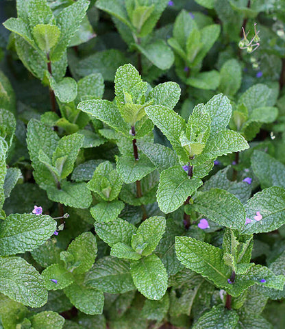 Mentha spicata - Spearmint Annie's Annuals Annie's Annuals and Perennials