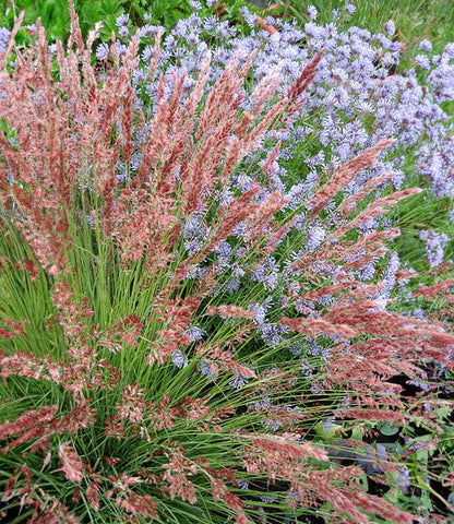 Melinus Nerviglumis - Ruby Grass Annie's Annuals Annie's Annuals and Perennials