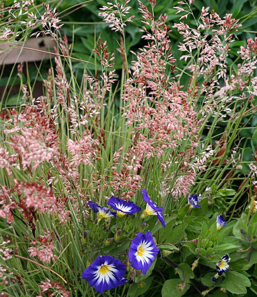 Melinus Nerviglumis - Ruby Grass Annie's Annuals Annie's Annuals and Perennials