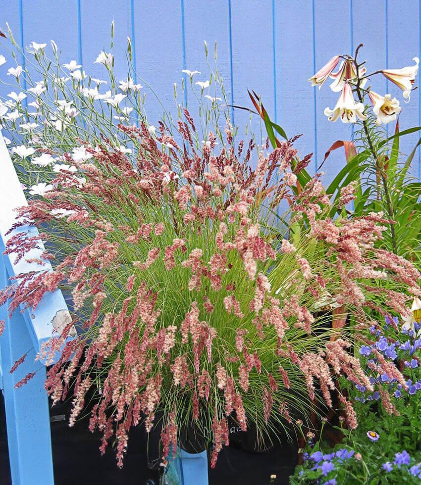 Melinus Nerviglumis - Ruby Grass Annie's Annuals Annie's Annuals and Perennials