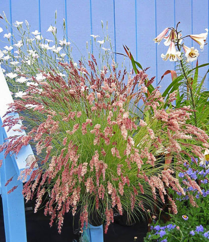 Melinus Nerviglumis - Ruby Grass Annie's Annuals Annie's Annuals and Perennials