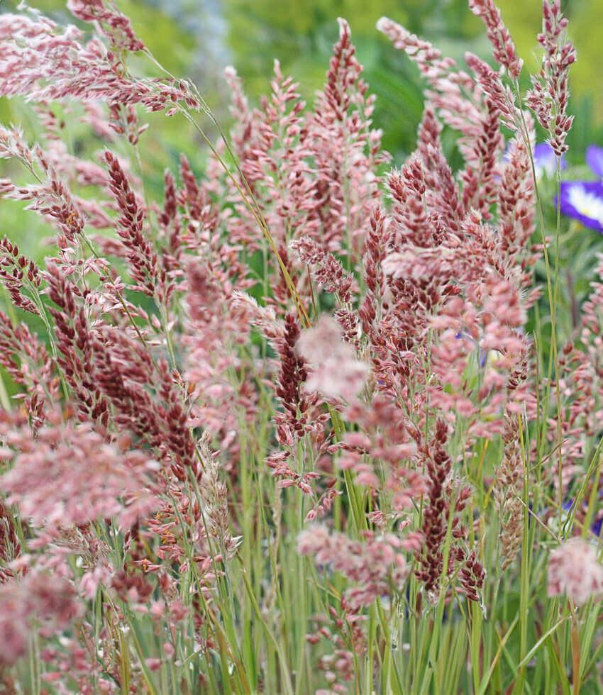Melinus Nerviglumis - Ruby Grass Annie's Annuals Annie's Annuals and Perennials