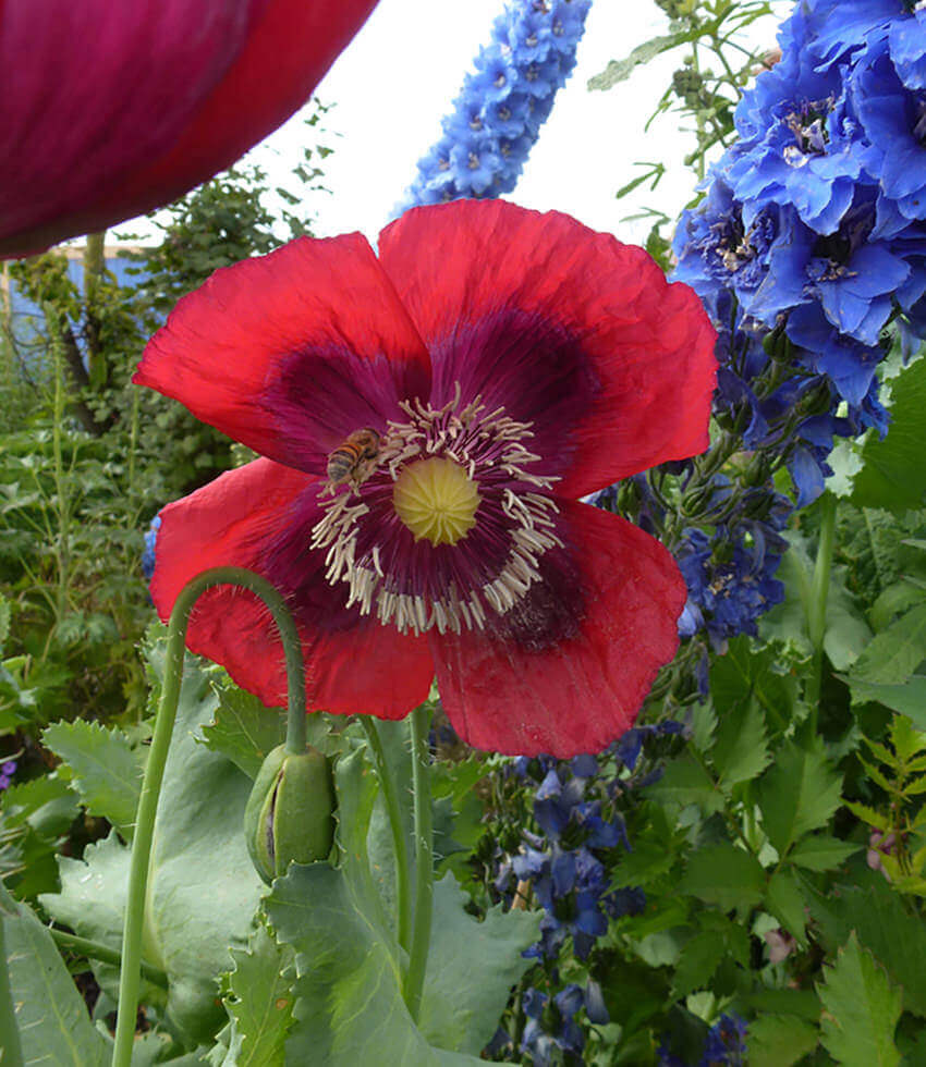 Papaver hybridum - Raspberry Breadseed Annie's Annuals Annie's Annuals and Perennials