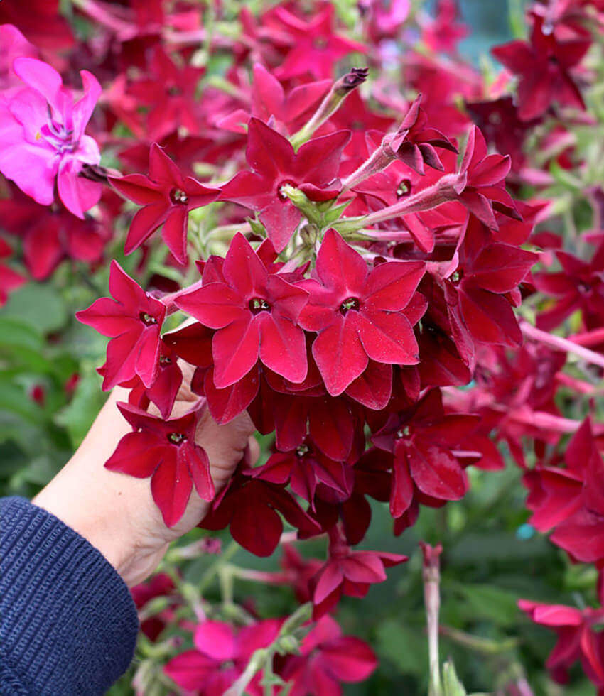 Nicotiana alata x sanderae - Crimson Bedder Annie's Annuals Annie's Annuals and Perennials