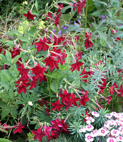 Nicotiana alata x sanderae - Crimson Bedder Annie's Annuals Annie's Annuals and Perennials