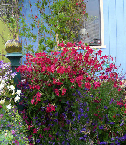 Nicotiana alata x sanderae - Crimson Bedder Annie's Annuals Annie's Annuals and Perennials