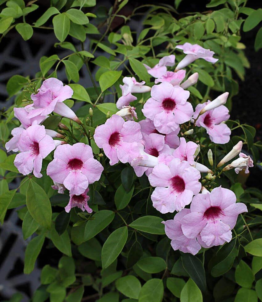 Pandorea jasminoides - Pink Supreme Annie's Annuals Annie's Annuals and Perennials
